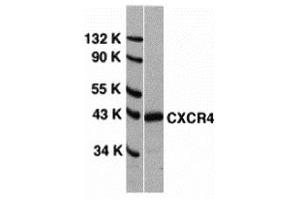 Western Blotting (WB) image for anti-Chemokine (C-X-C Motif) Receptor 4 (CXCR4) (N-Term) antibody (ABIN1031336) (CXCR4 antibody  (N-Term))