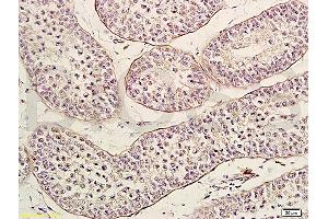 Frozen mouse brain tissue labeled with Anti-Neurturin Polyclonal Antibody, Unconjugated (ABIN724505) 1:200 followed by conjugation to the secondary antibody (Neurturin antibody  (AA 151-197))