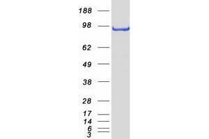 ZHX2 Protein (Myc-DYKDDDDK Tag)