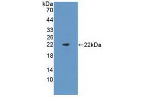 Western blot analysis of recombinant Mouse Flt3L. (FLT3LG antibody  (AA 27-189))