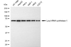 Western blotting analysis using lysyl-tRNA synthetase 1 antibody (ABIN7800951). (Recombinant Lysyl-tRNA Synthetase 1 antibody)