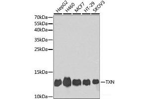 Western blot analysis of extracts of various cell lines using TXN Polyclonal Antibody at dilution of 1:1000. (TXN antibody)