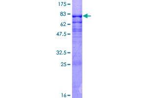 MEF2C Protein (AA 1-469) (GST tag)
