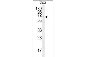CCDC37 Antibody (N-term) (ABIN654582 and ABIN2844284) western blot analysis in 293 cell line lysates (35 μg/lane). (CCDC37 antibody  (N-Term))