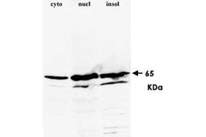 Western blot for HNRNPK monoclonal antibody, clone 3C2  on HeLa cell extracts.