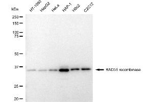 Western blotting analysis using RAD51 recombinase antibody (ABIN7798367). (Recombinant RAD51 antibody)