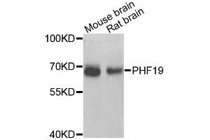 Western blot analysis of extracts of various cell lines, using PHF19 antibody (ABIN5975738) at 1/1000 dilution. (PHF19 antibody)