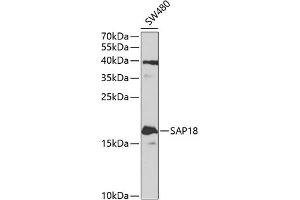 Western blot analysis of extracts of SW480 cells, using S antibody (ABIN1682621, ABIN3018891, ABIN3018892 and ABIN6220612) at 1:1000 dilution. (SAP18 antibody  (AA 21-172))