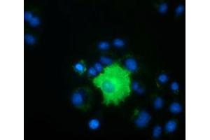 Anti-PEX5 mouse monoclonal antibody (ABIN2453449) immunofluorescent staining of COS7 cells transiently transfected by pCMV6-ENTRY PEX5 (RC202062). (PEX5 antibody)