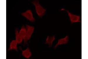 ABIN6269350 staining COS7 by IF/ICC. (PIN1 antibody)