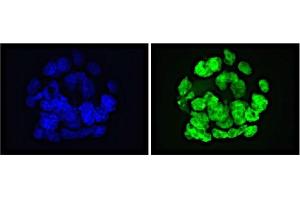 GLIS1 antibody (mAb) tested by Immunofluorescence. (GLIS1 antibody  (N-Term))