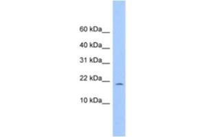 Western Blotting (WB) image for anti-MORN Repeat Containing 4 (MORN4) antibody (ABIN2463556) (MORN4 antibody)