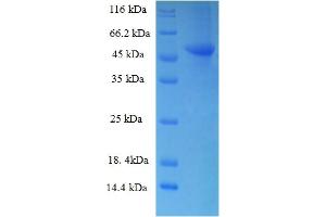 SDS-PAGE (SDS) image for Ribokinase (RBKS) (AA 2-322) protein (His-SUMO Tag) (ABIN4974518)