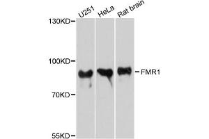 Western blot analysis of extracts of various cell lines, using FMR1 antibody. (FMR1 antibody)