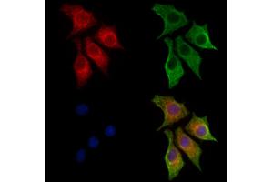 ABIN7094387 and ABIN7098434 staining HepG2 cells by IF/ICC.