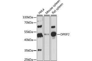 Western blot analysis of extracts of various cell lines, using DPEP2 antibody (ABIN7266781) at 1:1000 dilution. (DPEP2 antibody  (AA 400-463))