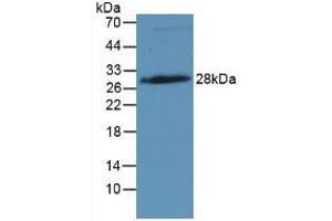Detection of IGFBP4 in Rat Placenta Tissue using Monoclonal Antibody to Insulin Like Growth Factor Binding Protein 4 (IGFBP4) (IGFBP4 antibody  (AA 22-258))