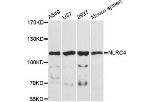 Western blot analysis of extracts of various cell lines, using NLRC4 antibody. (NLRC4 antibody)
