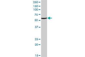 PCOLCE2 MaxPab polyclonal antibody. (PCOLCE2 antibody  (AA 1-415))