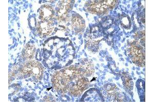 Image no. 1 for anti-Tripartite Motif Containing 15 (TRIM15) (AA 141-190) antibody (ABIN202591) (TRIM15 antibody  (AA 141-190))