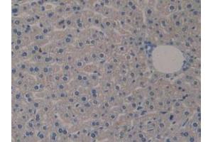 IHC-P analysis of Mouse Liver Tissue, with DAB staining. (Klotho antibody  (AA 516-955))