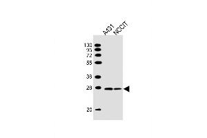 Lane 1: A431 Cell lysates, Lane 2: NCCIT Cell lysates, probed with BAP31 (1502CT208.