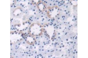 IHC-P analysis of Rat Tissue, with DAB staining. (Adrenomedullin antibody  (AA 27-184))