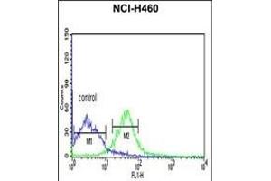 PRKACA Antibody (N-term K82) (ABIN390798 and ABIN2841043) flow cytometric analysis of NCI- cells (right histogram) compared to a negative control cell (left histogram). (PRKACA antibody  (N-Term))