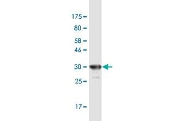 SGCD anticorps  (AA 114-189)