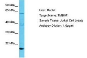 Image no. 1 for anti-Transmembrane BAX Inhibitor Motif Containing 1 (TMBIM1) (AA 46-95) antibody (ABIN6750655) (TMBIM1 antibody  (AA 46-95))