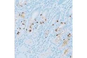 Immunohistochemical staining for paraffin-embedded normal human stomach section using GAST polyclonal antibody . (Gastrin antibody)