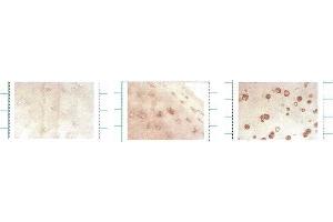 Immunocytochemistry/Immunofluorescence analysis using Mouse Anti-SOD3 Monoclonal Antibody, Clone 4GG11G6 . (SOD3 antibody  (HRP))