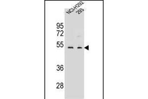 WDR86 Antibody (C-term) (ABIN656453 and ABIN2845737) western blot analysis in NCI-,293 cell line lysates (35 μg/lane). (WDR86 antibody  (C-Term))
