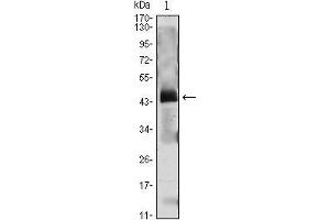 Western Blot showing PTH antibody used against PTH (AA: 1-115)-hIgGFc transfected HEK293 cell lysate. (PTH antibody  (AA 1-115))