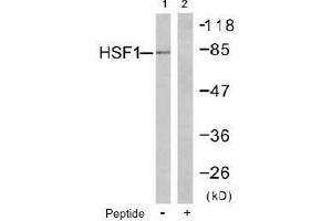Image no. 1 for anti-Heat Shock Factor Protein 1 (HSF1) (Ser303) antibody (ABIN197515) (HSF1 antibody  (Ser303))