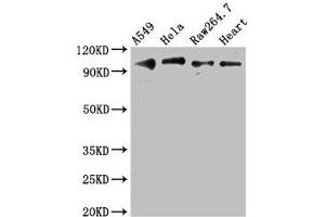 Western Blot Positive WB detected in: A549 whole cell lysate, Hela whole cell lysate, RAW264. (TLR5 antibody  (AA 682-850))