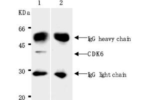 Western Blotting (WB) image for anti-Cyclin-Dependent Kinase 6 (CDK6) antibody (ABIN487480) (CDK6 antibody)