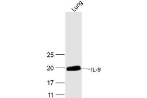 Mouse lung lysates probed with IL-9 Polyclonal Antibody, Unconjugated  at 1:300 dilution and 4˚C overnight incubation.