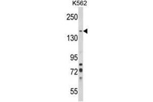 Western blot analysis of SORCS1 Antibody (N-term) in K562 cell line lysates (35ug/lane). (SORCS1 antibody  (N-Term))