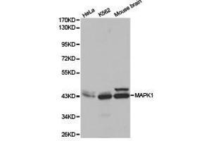 Western Blotting (WB) image for anti-Mitogen-Activated Protein Kinase 1 (MAPK1) (N-Term) antibody (ABIN1873622) (ERK2 antibody  (N-Term))