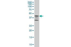 MAPKAP Kinase 2 antibody  (AA 302-400)