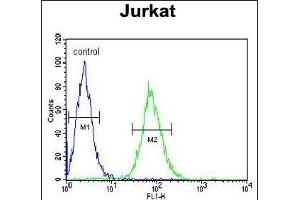 GGNBP2 Antibody (C-term) (ABIN651560 and ABIN2840301) flow cytometric analysis of Jurkat cells (right histogram) compared to a negative control cell (left histogram). (GGNBP2 antibody  (C-Term))