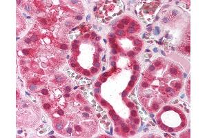 Anti-ZFP36 antibody IHC of human kidney. (ZFP36 antibody  (AA 84-133))