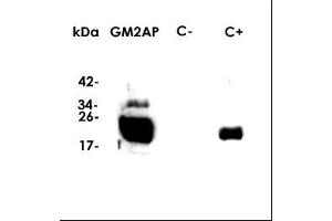 Western-Blot (Dilution 1:1000 in PBS) , kDA: molecular weight marker , GM2AP: recomb. (GM2A antibody  (Isoform 1))