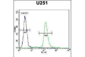 Flow cytometric analysis of U251 cells (right histogram) compared to a negative control cell (left histogram). (Acap3 antibody  (N-Term))