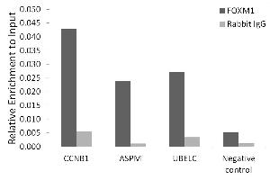 Chromatin immunoprecipitation analysis of extracts of 293T cells, using FOXM1 antibody (ABIN3023678, ABIN3023679, ABIN3023680, ABIN1679892 and ABIN6219567) and rabbit IgG. (FOXM1 antibody  (AA 1-350))