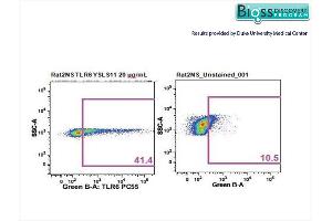 Rat splenocytes stained with Anti- TLR6/CD286 Polyclonal Antibody, PE-CY5. (TLR6 antibody  (AA 301-400))