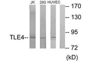 Western blot analysis of extracts from Jurkat/293/HuvEc cells, using TLE4 Antibody. (TLE4 antibody  (AA 161-210))