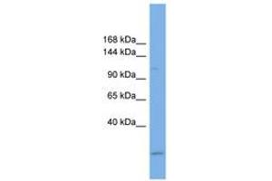 Image no. 1 for anti-Ubiquitin Specific Peptidase 37 (USP37) (AA 791-840) antibody (ABIN6743276) (USP37 antibody  (AA 791-840))