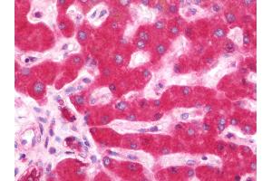 Anti-IKBKE / IKKI / IKKE antibody IHC staining of human liver. (IKKi/IKKe antibody  (AA 123-636))